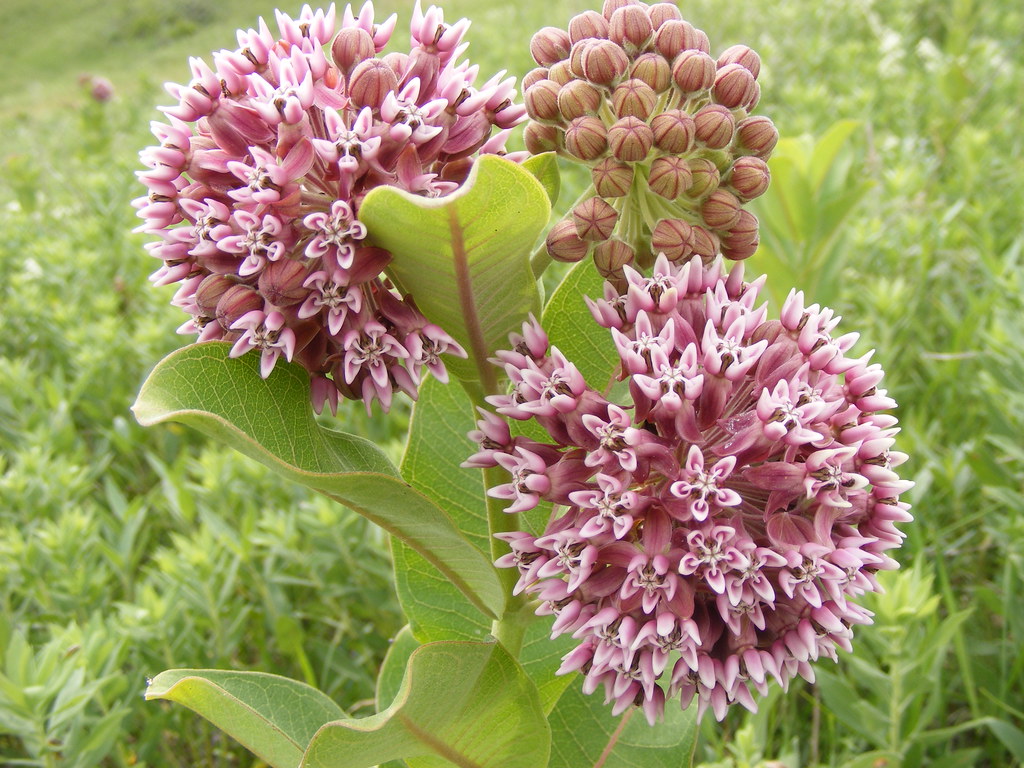 Does Milkweed Come Back Every Year? 