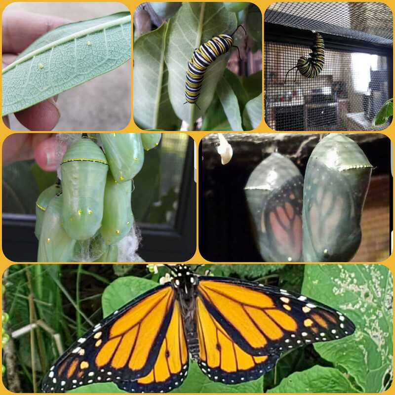 How to Protect Monarch Eggs on Milkweed  