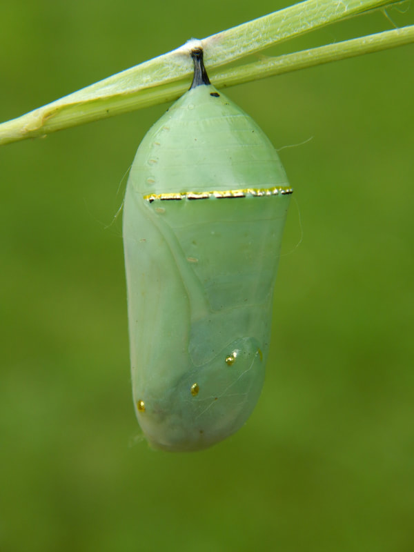 5 Steps to Rearing Monarchs at Home Save Our Monarchs