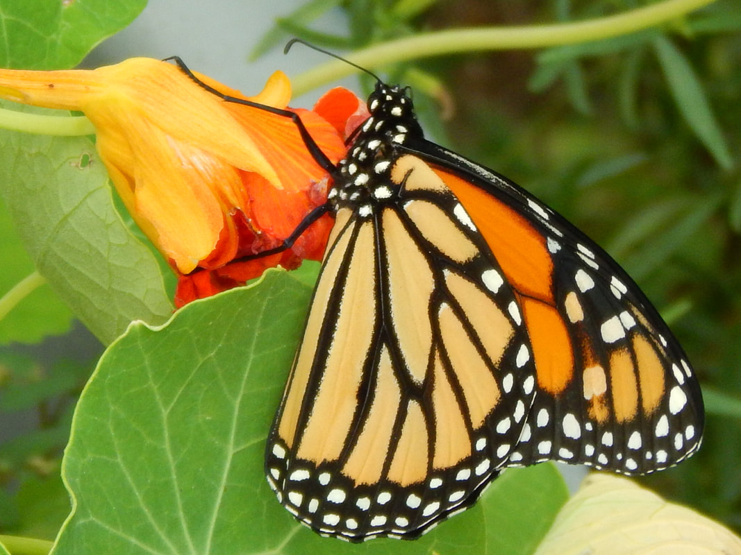 Butterfly Photography 101 Save Our Monarchs