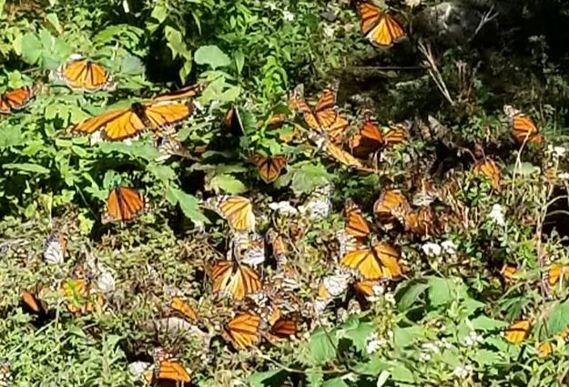 September At-Risk Species - Monarch Butterflies • Nebraskaland