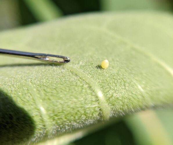 How to Find Monarch Eggs and Caterpillars - Save Our Monarchs