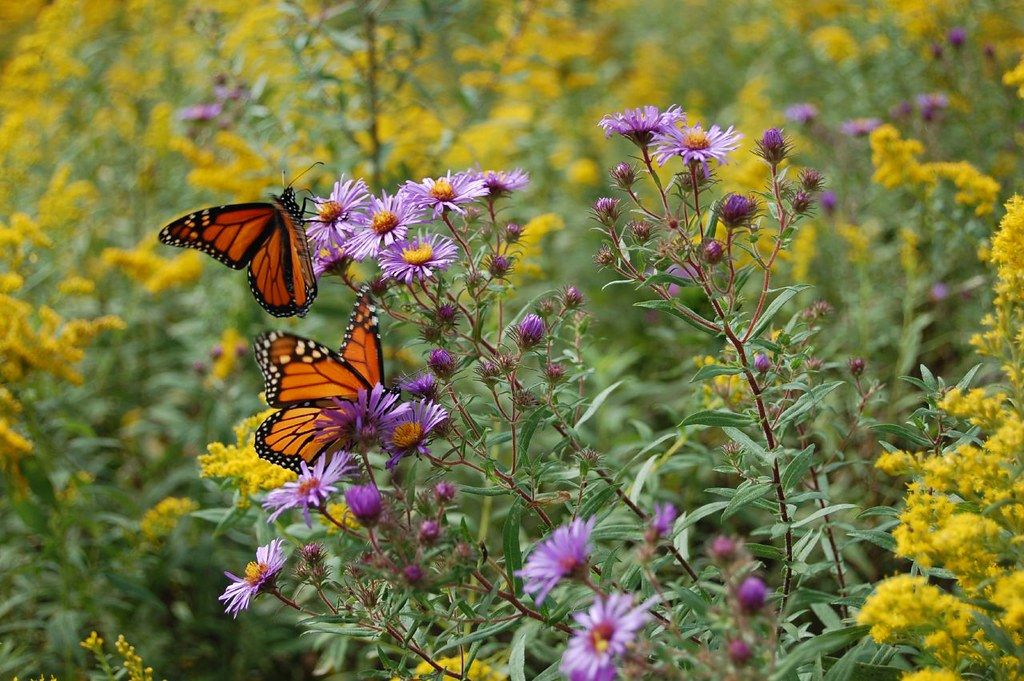 Top 10 Fall Flowers to Support Monarch Migration - Save Our Monarchs